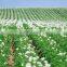 yellow granular controlled sulful coated urea