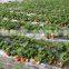 Best Price Agriculture Irrigation Drip Tape From China