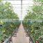 Plastic Film Greenhouse for Africa Area