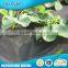 China Supplier Mulching Flower Wrapping Material Agriculture Black Plastic Film