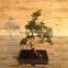 S Shape Small Indoor Bonsai Carmona Bonsai tree (Fukien Tea)