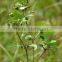 Eclipta Alba