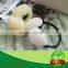 100% lambskin wool ear muff best selling winter man or woman china supplier