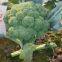Broccoli Seeds F1 Hybrid High Yield Beautiful Green Cauliflower Seeds