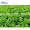 Sinocharm BRC-A approved New Crop  IQF Pakchoi Whole