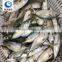 New Arrival Fish Farms Frozen Fish Indian Mackerel