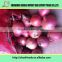 Organic 40-70mm fresh red onions/Fresh organic Onions /wholesale onion