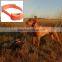 hot selling top quality TPU dog collar and leash
