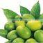 High quality olive harvesting machine
