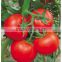 Hot Sale Chinese Vegetable Seeds High Yield Hybrid F1 Tomato Seeds For Sale-New Happy