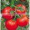 Hot Sale Chinese Vegetable Seeds High Yield Hybrid F1 Tomato Seeds For Sale-New Happy