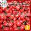 Fresh Preserved Dried Cherry Tomato Fruits for Sale