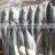 Whole Round Frozen Jack Mackerel