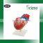 Natural Size Anatomy Human Heart Model