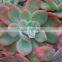 echeveria ivy decorative plants echeveria, succulent plants, tropical plants