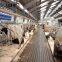 Q235 Q345 Grade steel structure frame poultry farm  cattle / cow shelter