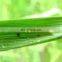 UNIOASIS Insecticidal 63% Monosultap for Rice Borer Vegetables Pest Control ICAMA REG. NO. PD20092500