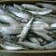 Frozen Small Size Sardine for Canning