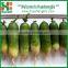 Fresh green radish for exporting