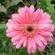 tropical flowers fresh cut gerbera flowers from kunming