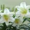 decorate grudate ceremony beautiful flowers lilies