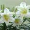 crazy hot sale beautiful fresh lilies