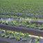 PE Agricultural mulch film with micros holes
