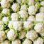 Top Grade cauliflower