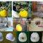 Dongguan Hoystar Precision Ink Cup Helmet Printing For 4 Color