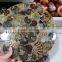 natural ammonite fossil round slice for placemat