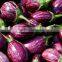 Brinjal Exporters