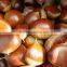 fresh chestnut size 30-40 pcs
