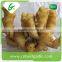 High quality fresh fat ginger product