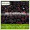 frozen organic blackberry