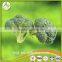 2017 China iqf frozen broccoli fresh green broccoli frozen broccoli broccoli powder