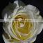 Fresh cut rose flower