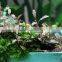Aquatic plant Bucephalandra