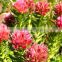 new design EP Standard rhodiola rosea p.e with high quality