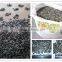 Sell SUNFLOWER SEEDS 5009, 6009, 363, 1121at Cheap Price