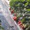 Water Soluble Fertilizer With Organic 3-0-12