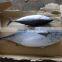 Frozen Bonito tuna