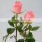 Diversified in packaging crazy selling fresh single stem Diana roses