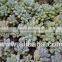 Graptopetalum Pachyphyllum Bluebean Decorative, Plants Echeveria Succulent Plants Tropical Plants