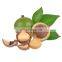 Top quality healthy macca nuts in Vietnam