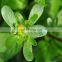 ISO Factory Supply Purslane Extract Portulaca Oleracea Extract/Bacopa Monnieri Extract 5:1 10:1 20:1