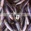 Whole Round Frozen sardine fish and Sardinella longiceps