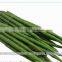 Best Quality Fresh Drumstick Vegetable from India