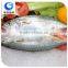 frozen indian mackerel manufacture