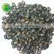 black seedless watermelon seeds wholesale