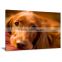 With Frame Dog Animal Giclee Printing Canvas Painting Picture Livingroom Decor DWYS17